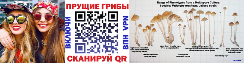 Галлюциногенные грибы прущие грибы Каменка