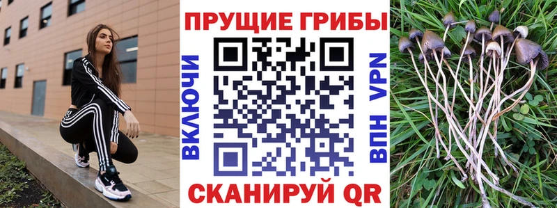 shop какой сайт  Каменка  Галлюциногенные грибы Cubensis  MEGA как войти 